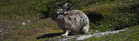 Hares and rabbits Falkland Islands